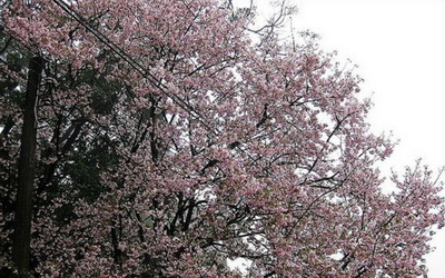 「淡水無極天元宮」Blog遊記的精采圖片